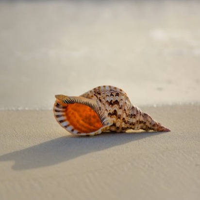 seashells_holiday_logo